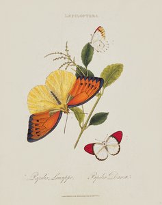 Sommerfugle: Papilio Leucippe; Papilio Danae, pub. af kunstneren, 1800